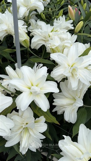 20K views · 120 reactions | Lily planting ✨ Are you growing lilies? Follow @dutchbulbscom for more flowers every day ✅ 華 Order high quality lily bulbs on dutch-bulbs.com (link in BIO) #lilium #lilybulbs #lily #lilyflower #lilie #lilien #lilies #dutchlilydays #lelie #lelien #giglio #gigli #lilija #lirio #lirios #lírio #lis #leliebollen #bulbesdelys #lilienzwiebeln #bulbidigiglio | DUTCH-BULBS.COM | Facebook