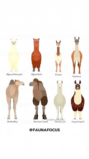 Discover the Majestic Bactrian Camel in the Desert