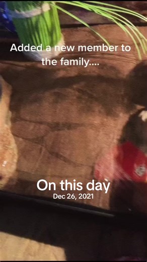 #onthisday happy gotcha day to my sweet little dragon. Happy 3rd birthday and many more to come 💚💚💚🐉#fyp #foryoupage❤️❤️ #goodvibes #muskoka #north #pets #lizard #beardeddragon #dudleythedragon