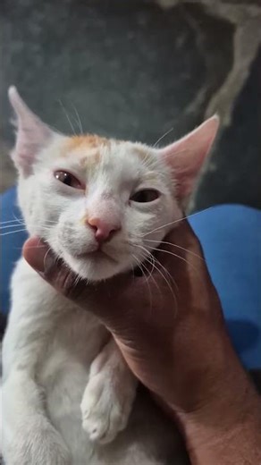 Chat sleeping for long time #blog #cat #shorts