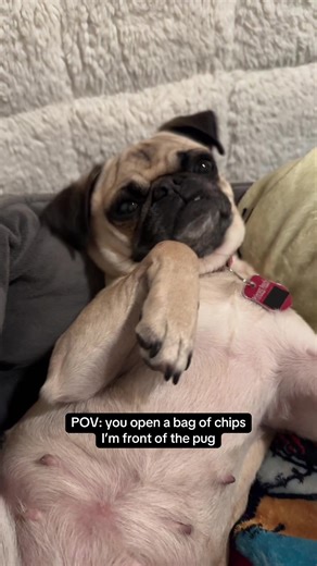 Pug's Reaction to Chips: A Must-See Moment