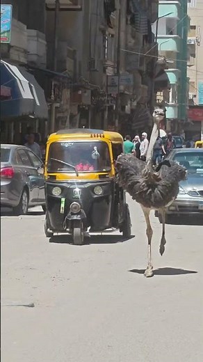 Ostrich runs WILD on busy street in Egypt #shorts