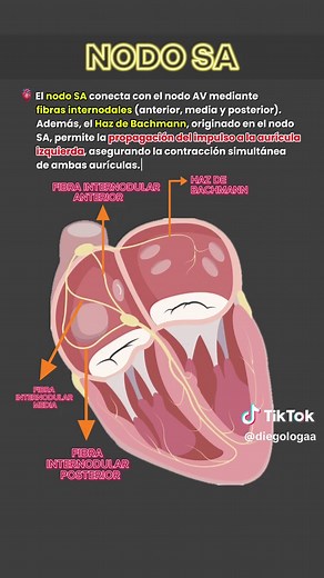 Sistema de Conducción del Corazón: Repaso General