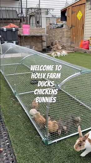 Welcome to Holly Farm we have ducks, chickens, and bunnies!