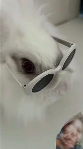 Rabbit activities #bunny #ytshorts #trending #funny