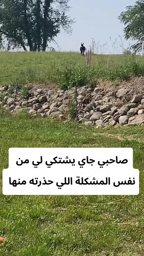 Charming Donkey Running Through Green Fields