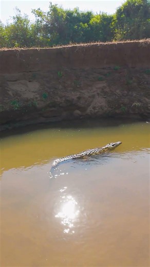 RETURN Africa - World Crocodile Day