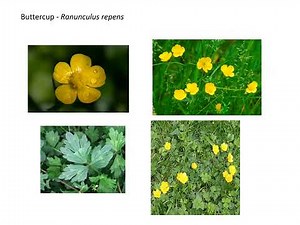 Weed Identification Revision with Common and Scientific Names Video