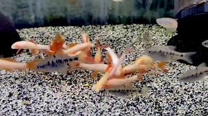 Lovely albino rainbow sharks 🦈 #paulsaquariums #brisbane | Paul's Aquariums