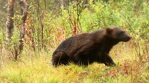 Wolverine running off in woodland in Norway - filmed in captivity | Premium Stock Video Footage