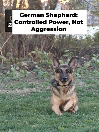 German Shepherd_ Authority, Command & Control, NOT Aggression! The German Shepherd is one of the most misunderstood working dogs in the world. This breed is not defined by aggression. It is defined by authority, command, and control. Bred for discipline and real-world function, the German Shepherd was engineered to operate under pressure, follow structure, and execute tasks with precision. When leadership is strong, this dog is calm, stable, and reliable. When leadership is weak, problems appear