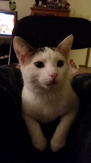 Very talkative kitten