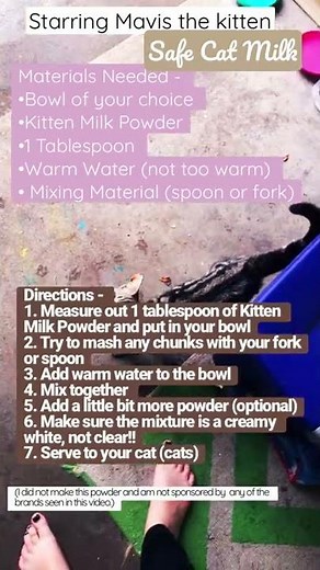 Safe Cat Milk Recipe