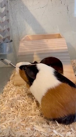 Guinea pig drinking water 天竺鼠喝水 #shorts