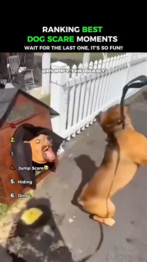 The Best Scared Dog Reactions 😂😂 #shorts