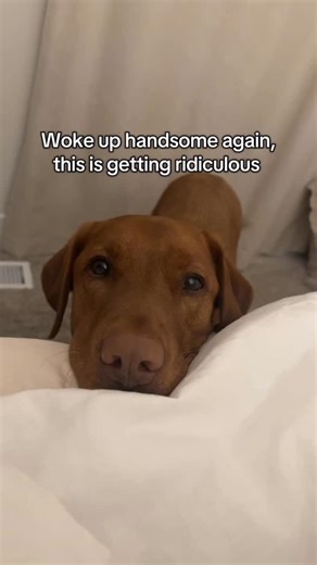 Trice on Instagram: "HOW DOES THIS KEEP HAPPENING #dog#lab#dogsofinstagram#labrador#handsome"