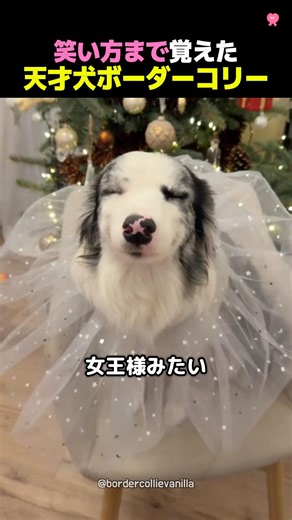 The cutest laughing dog in the world