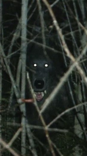 These Dogman Sightings Are Terrifying #dogman #cryptid #paranormal