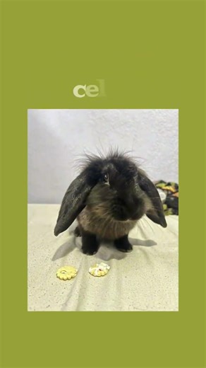 1.2K views · 45 reactions | Take a look to see a few of the rabbits showing this Sunday | The Rabbit Haven | Facebook