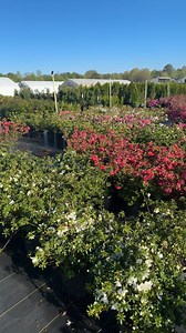 😮 3 Gallon Azaleas as low as $8.95 each! 😮 🌺 Azalea Sale!! 🌺 $12.95 each 👀 Buy 10 or more for only $9.95 each 🔥 Buy 20 or more for only $8.95 each 💚 A Sale Unlike Any Other 💚 Two Days Only! Friday, April 11th and Saturday, April 12th Open: Mon.-Sat. 7:30-5:00 We are located in Cullman, Alabama along I-65 only two miles off of Exit 304 (Good Hope Exit) at 5847 county road 616. | Gibbs Garden Center