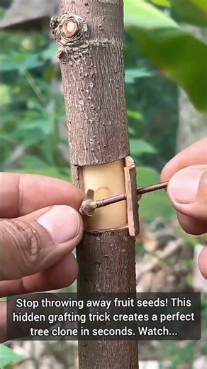 Nature’s Most Satisfying Secret: How to Clone Any Tree! 🌳✨