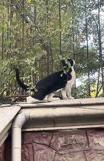Why Cats Wag Their Tails? 🐾 | Cat Body Language Explained