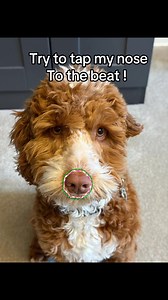 Can You Tap the Nose of This Cockapoo?