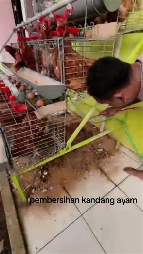 tahun ini 18 ekor dulu semog tahun depan 180 ekor. Aamiin #fyp #bisniskecilku #ayampetelur #bisnisrumahan