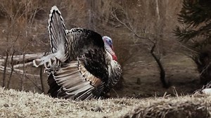 Wild Turkey Trying Mate Patagonia Neuquen Stock Footage Video (100% Royalty-free) 1036712153 | Shutterstock