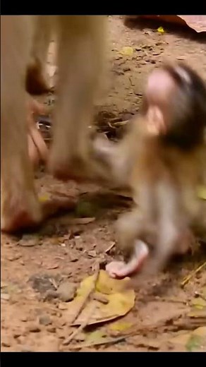Monkey species: The mother monkey was very rough when weaning her baby monkey.