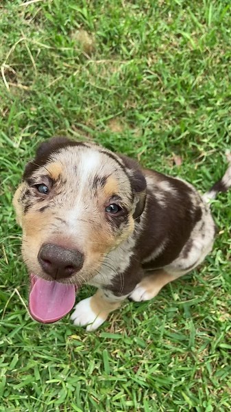 Kelpie x koolie pups
