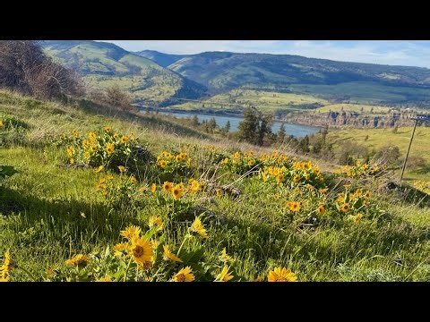 Early Wildflower season in the PNW? 