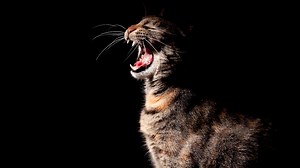 Why Does My Cat Cry at Night?