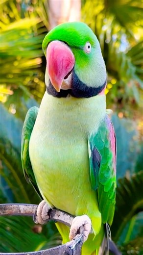 Raw Parrot Whistling #shorts #funny #cute #birds