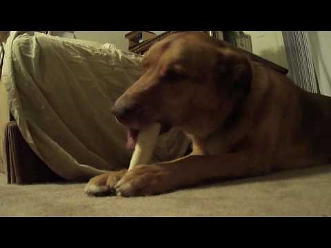 A Dog Chewing a Bone!