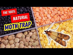 Best Way to Get Rid of Pantry Moths in Your Kitchen