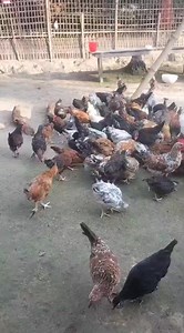 15K views · 234 reactions | 7099885067 Original local chicken Farm। Local murgi Farm Assam। Nagaon local murgi Farm #colorpekinduck #assamfarming #duckready #readysonali #axomorkrihikotha #farmingbusinessassam #sonalireadybird #localhah #bihumarket | অসমৰ কৃষি কথা - axomor krihi kotha | Facebook