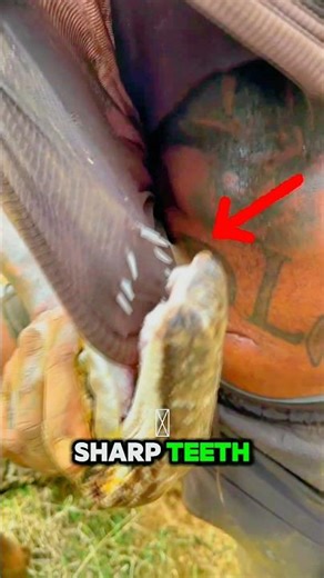 He Let a Massive Python Bite Him… Here’s Why #shorts