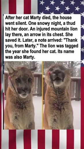 A Touch of Fate: Woman Saves Injured Mountain Lion Sharing Her Late Cat's Name