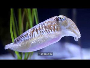 Underwater Odyssey: 50 Stunning Marine Creatures You Won't Believe Exist