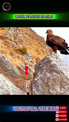 Can a Lynx Really Outsmart a Golden Eagle Watch This!