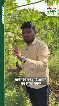 Pollination: फळबागेमध्ये फळे न येणारे नर झाडे का महत्त्वाचे? | DL5