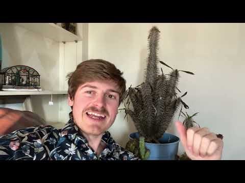 Plant of the Day: Madagascar Palm (Pachypodium lamerei)