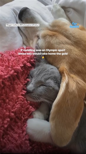 BESTIES: This kitten cuddling under a beagle's ear is melting our hearts! ❤️ https://trib.al/nf3llBh | Good Morning America