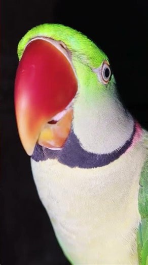 Ringneck parrot talking sound 🦜❤️ sound#ytshorts#talkingparrot#cat #parrot#parrottalking #parrotshop