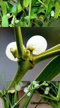 Le Gui - Viscum album - #Gui #PlantesSauvages #Traditions #NatureHivernale #BonneAnnée2026