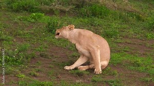 close up of one lioness walking in the grassland of the Ngorongoro Conservation Area, Tanzania, Africa. Panthera Leo.