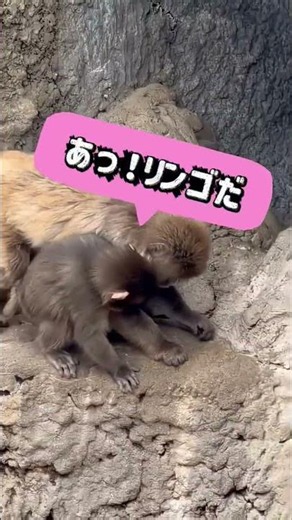 【パンチ劇場】笑点シリーズ第五弾！リンゴかえして💦の巻 #monkey #がんばれパンチ #babymonkey #littlemonkey #パンチ劇場 #パンチくん #市川市動植物園