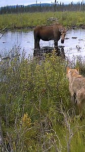 1M views · 5.3K reactions | Moose Uses Pond to Escape Wolves | Animal Lovers | Facebook