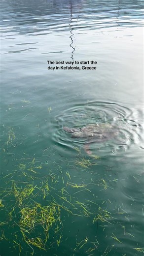 Argostoli harbour in Kefalonia, Greece is the perfect place for turtle spotting! I had the most luck in the mornings before noon. They tend to feed around the fishing boats. #kefalonia #kefaloniagreece #turtles #argostoliharbour #greekislands
